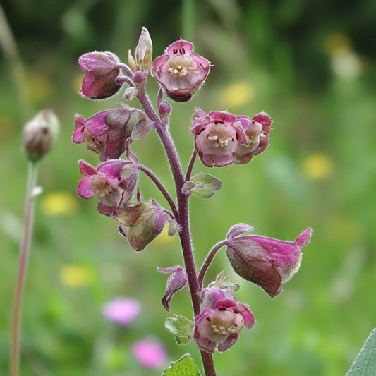 Figwort