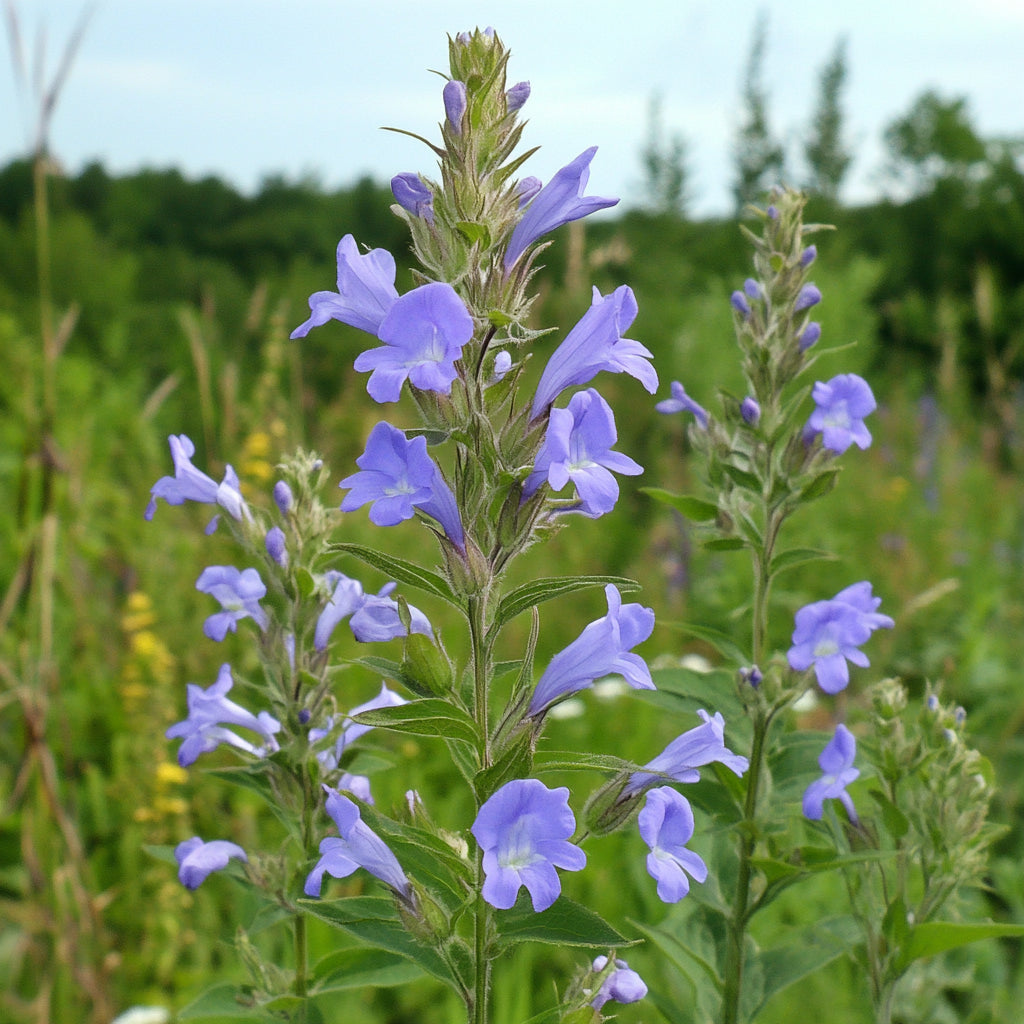 Lobelia