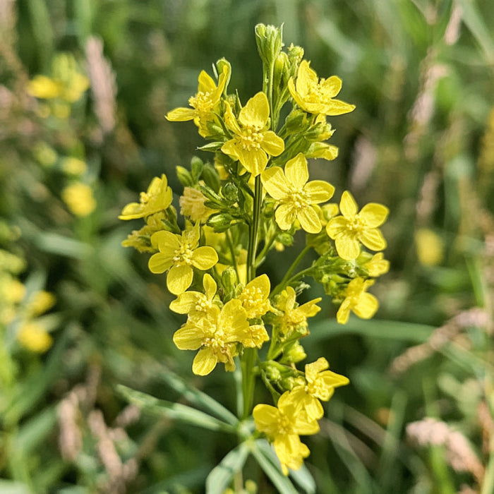 Bedstraw, Yellow