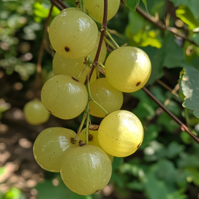 Amalaki (Indian Gooseberry)