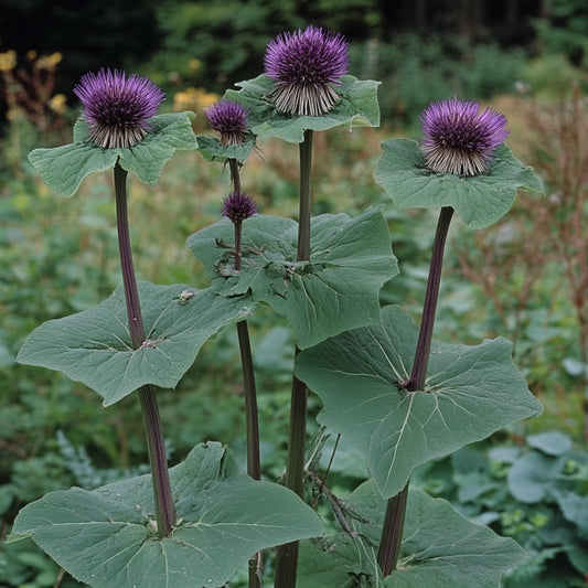 Burdock