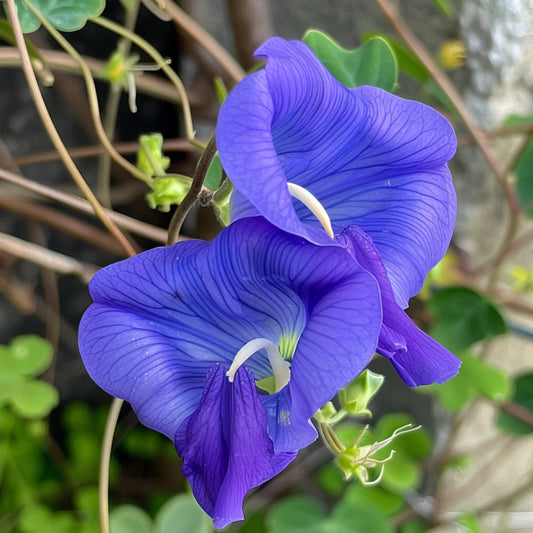 Butterfly Pea