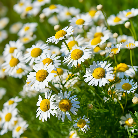 Chamomile