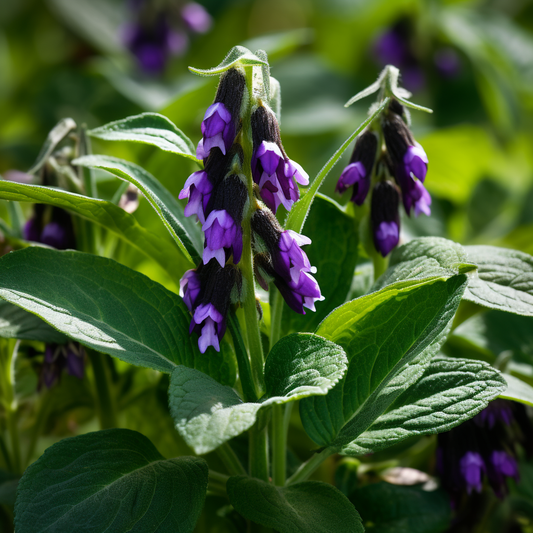 Comfrey