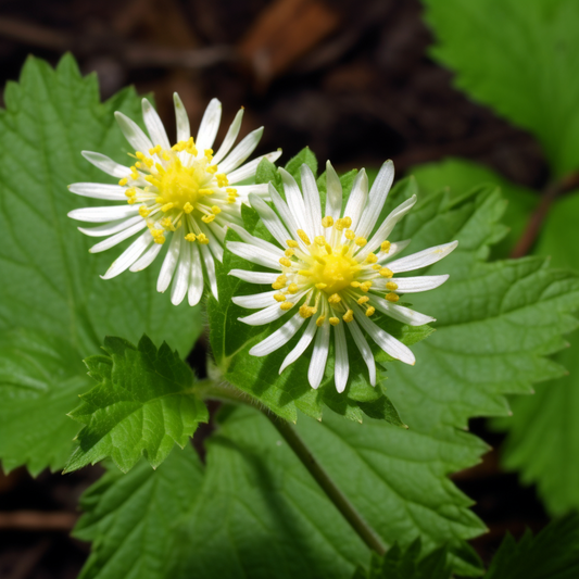 Goldenseal