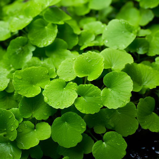 Gotu Kola