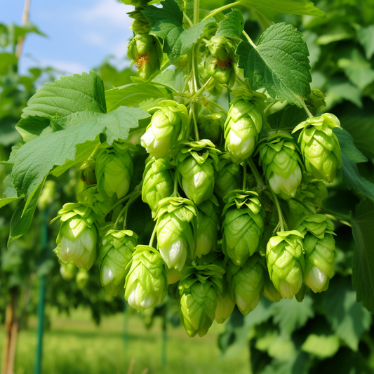 Hops