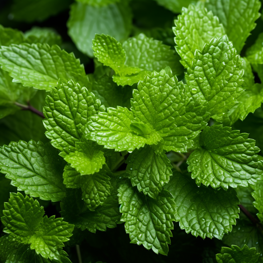 Lemon Balm