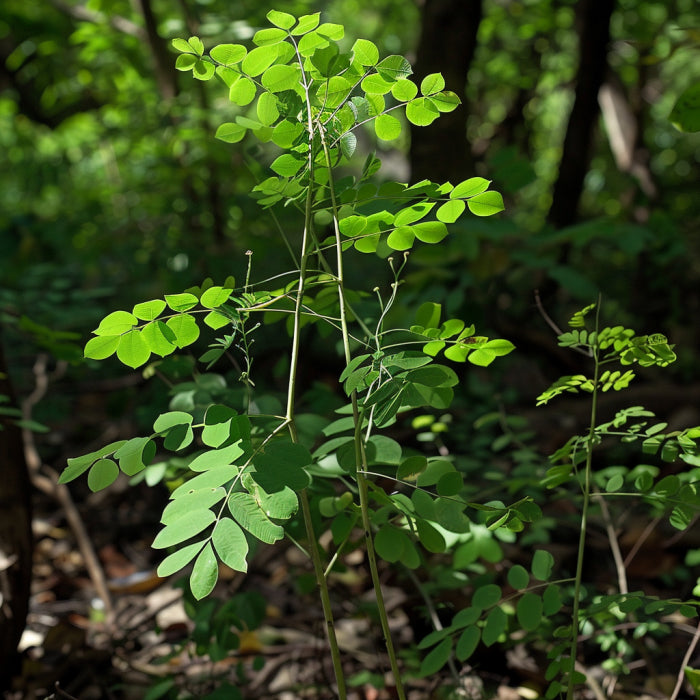 Moringa