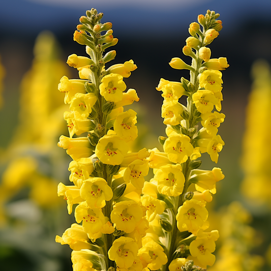 Mullein