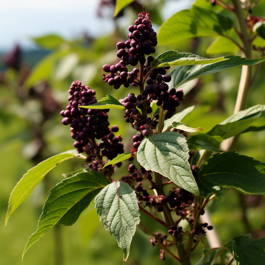 Poke Root