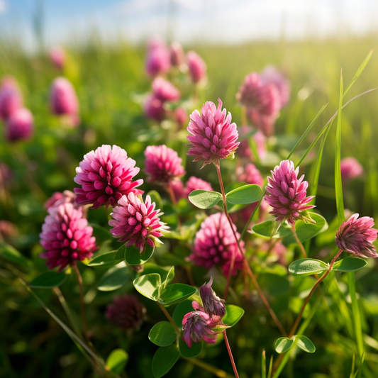 Red Clover