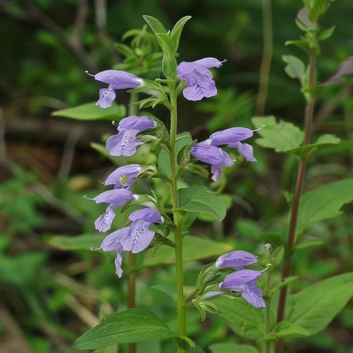 Skullcap