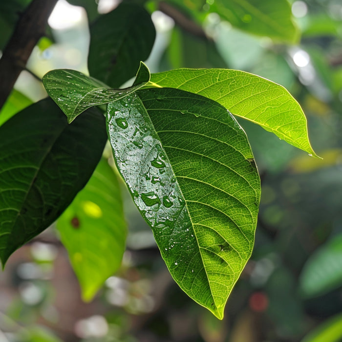Graviola (Soursop)