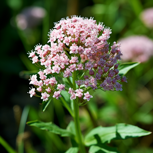 Valerian