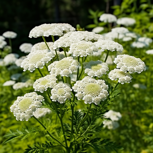 Yarrow
