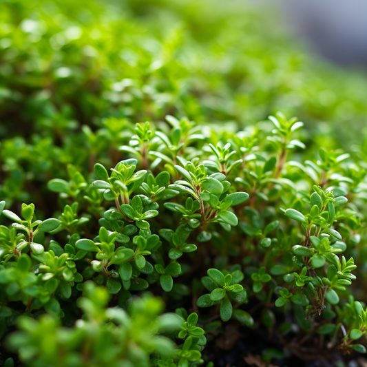 Thyme