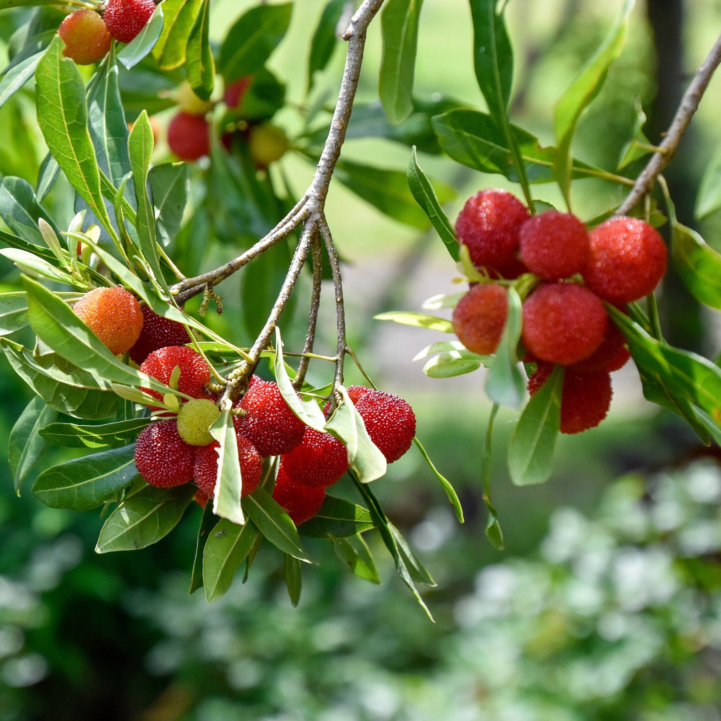 Bayberry Raw Maraby Herbs