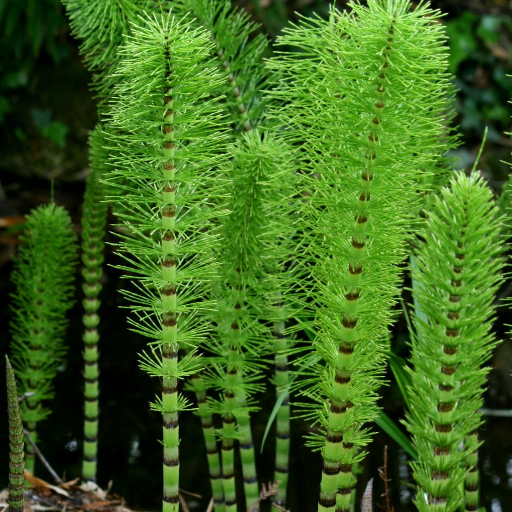 Horsetail