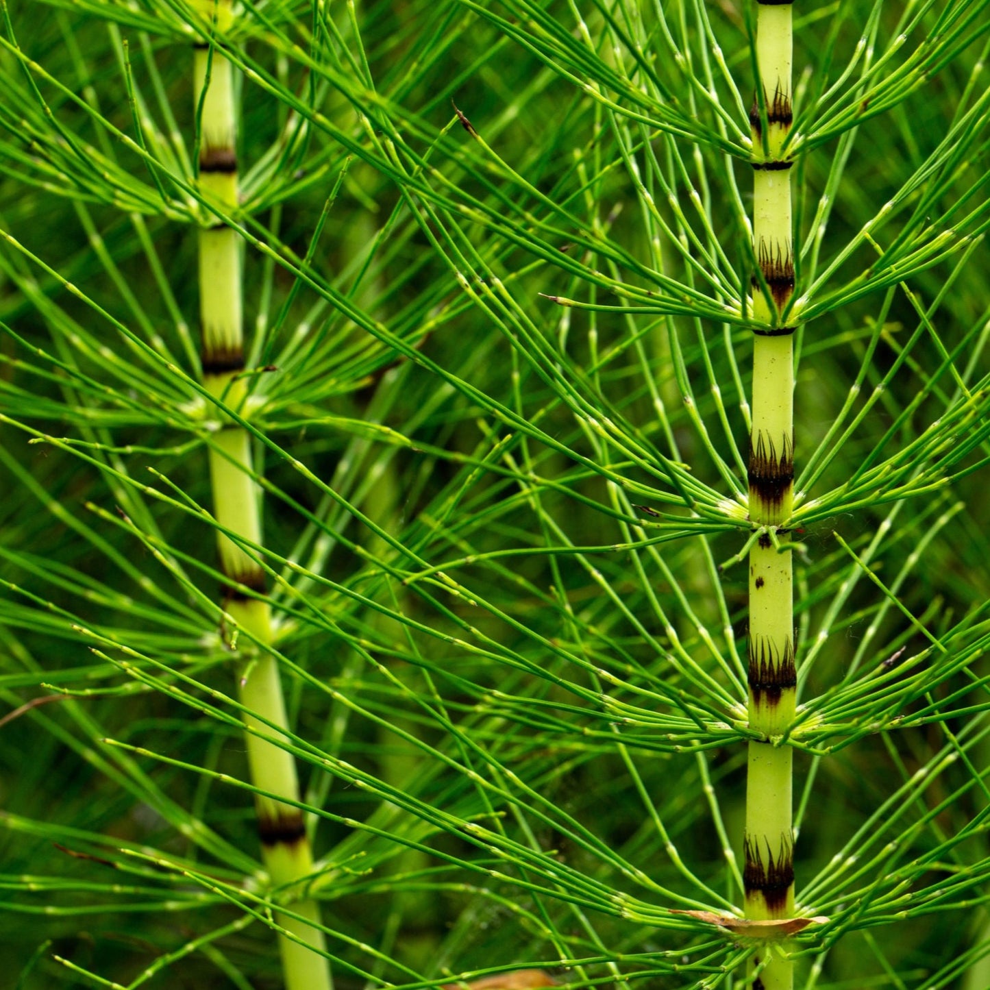 Horsetail