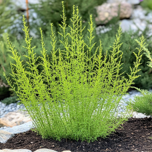 Asparagus