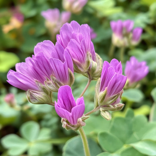 Astragalus