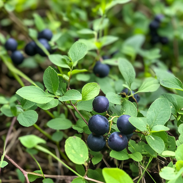Bilberry