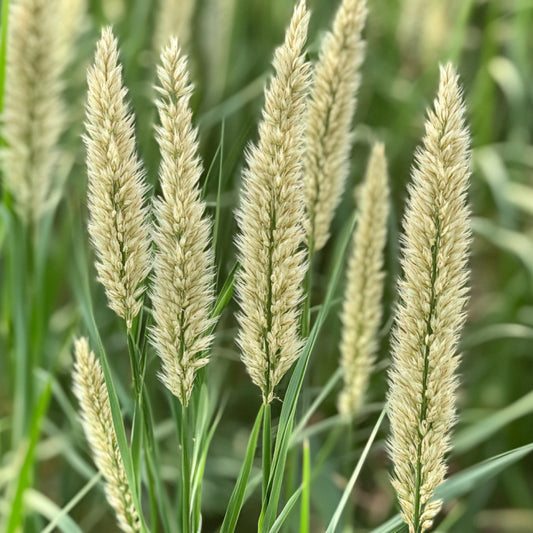 Couchgrass