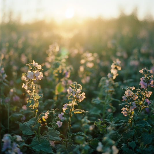 Dead Nettle