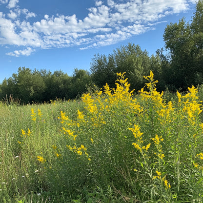Golden Rod