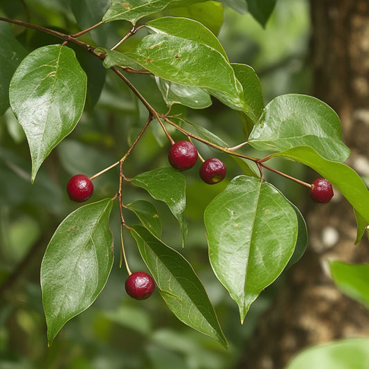 Sarsaparilla, Jamaican
