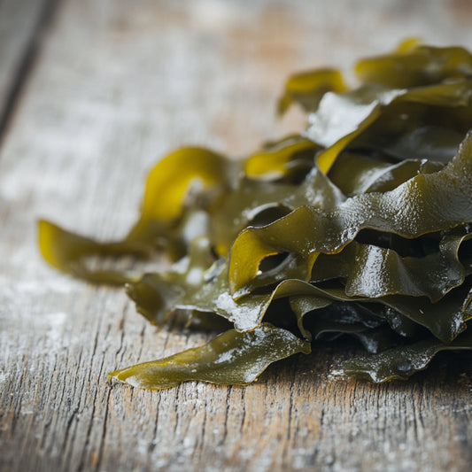 Kelp Atlantic