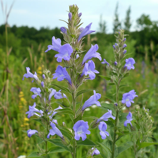 Lobelia