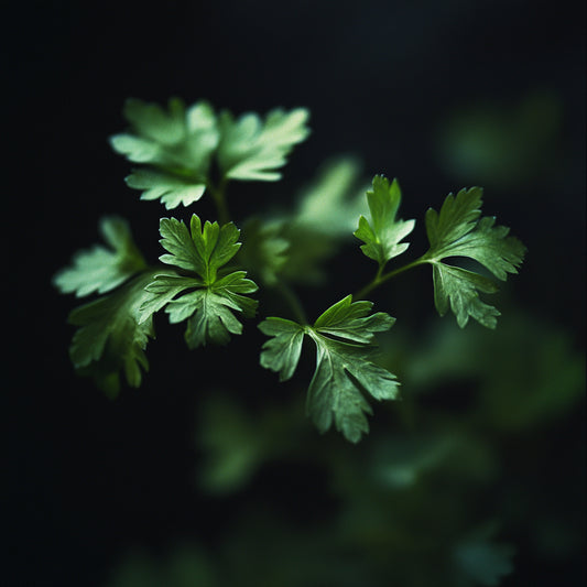 Parsley