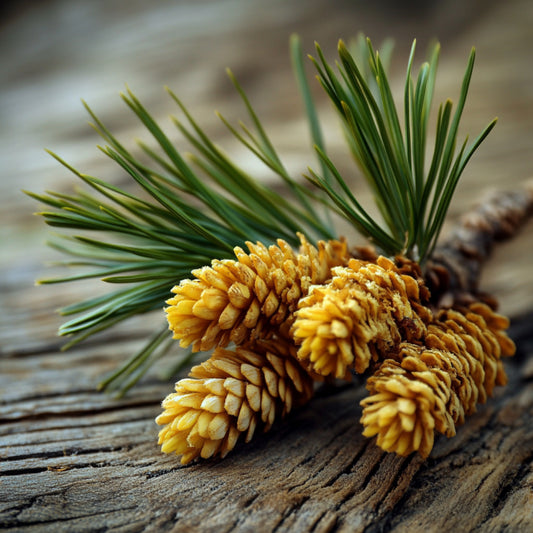 Pine
