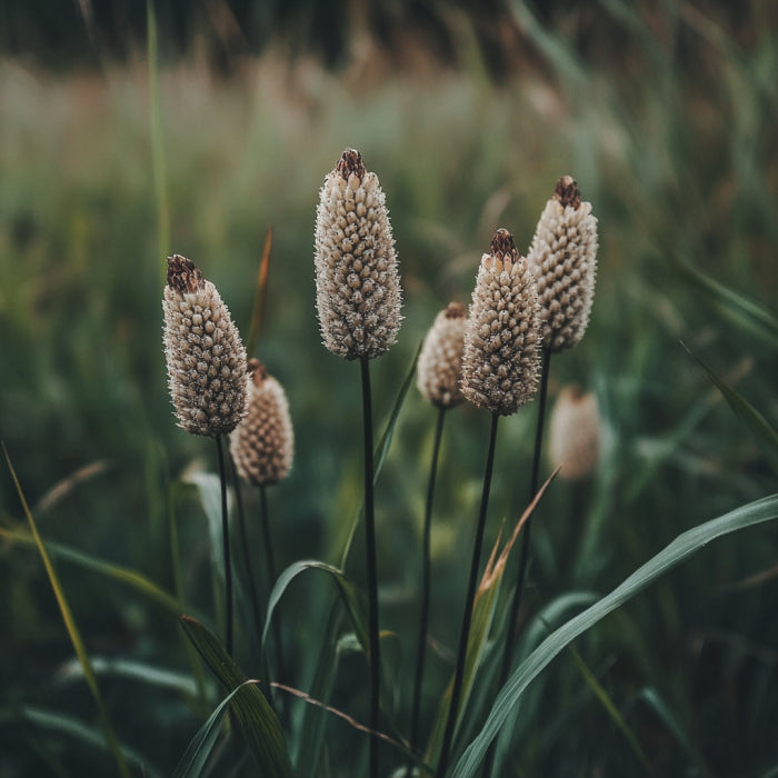 Plantain