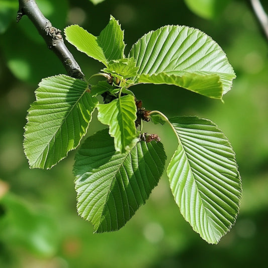 Slippery Elm