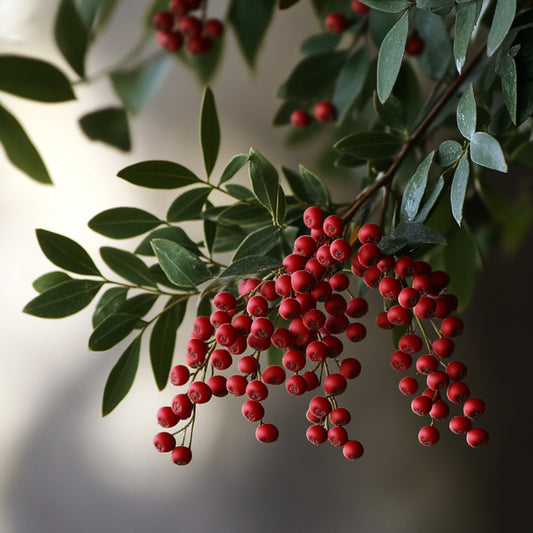Prickly Ash, Southern
