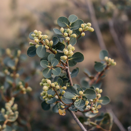 Uva Ursi