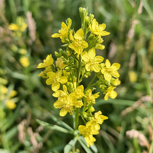 Bedstraw, Yellow