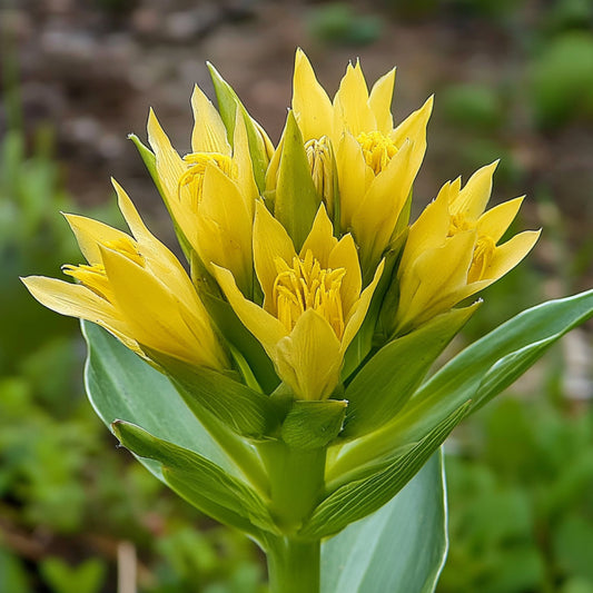 Gentian