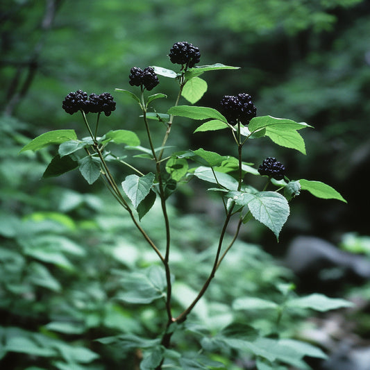 Ginseng, Siberian