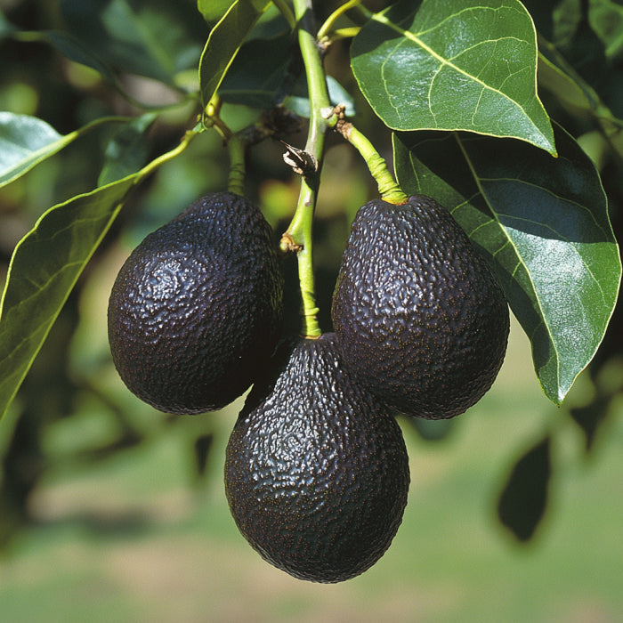 Avocado (Abacateiro) Raw Maraby Herbs