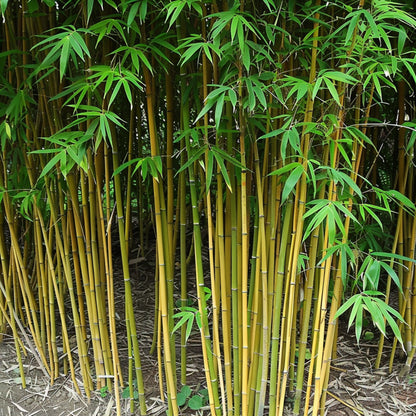 Bamboo