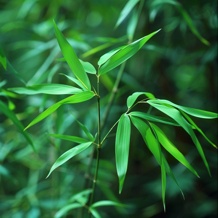 Bamboo