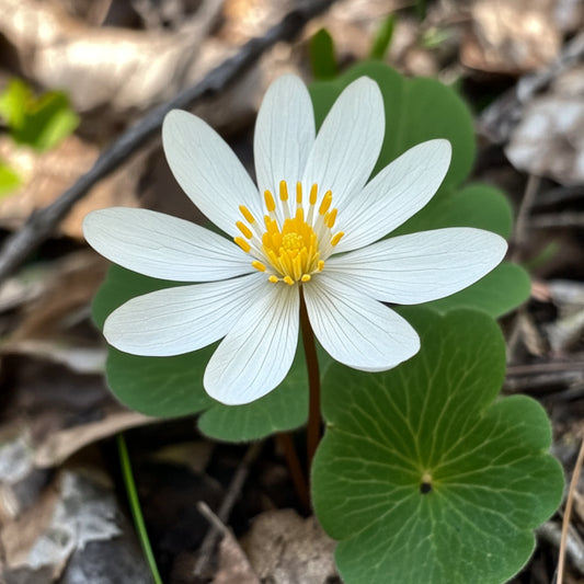 Blood Root