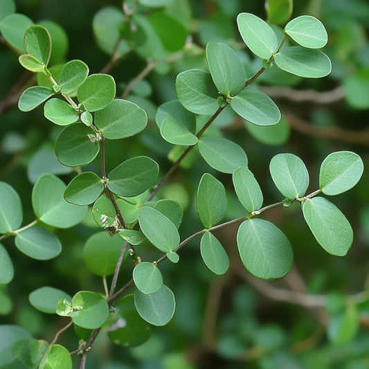 Chanca Piedra