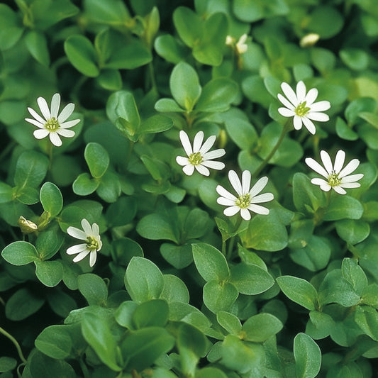 Chickweed