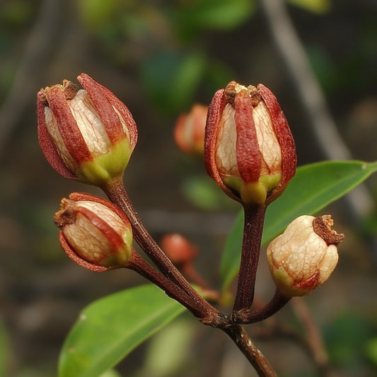 Cloves