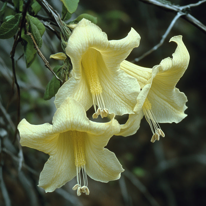 Codonopsis